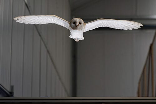 Lily the barn owl reveals how birds fly in gusty winds
