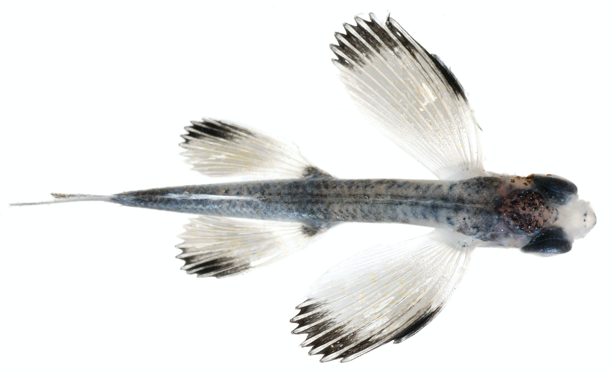 Fish fins are teaching us the secret to flexible robots and new shape-changing materials