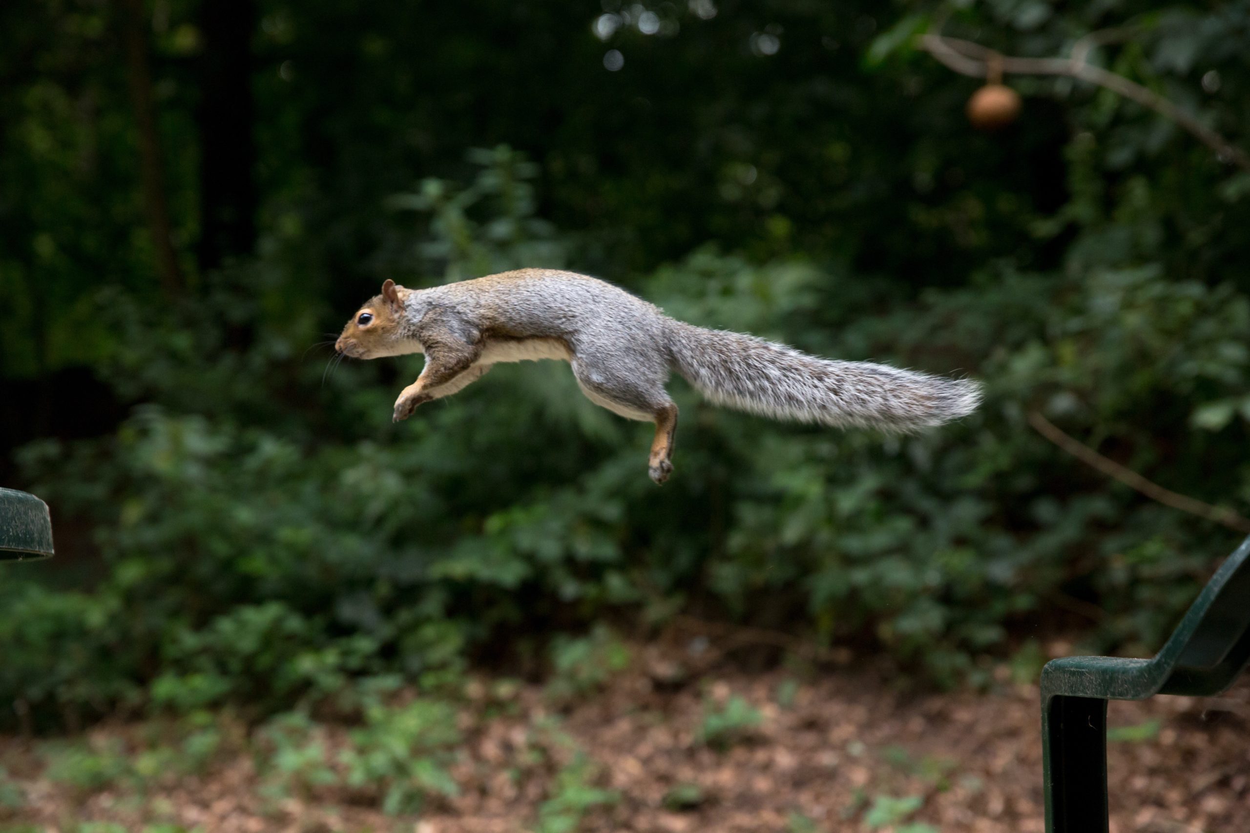 We used peanuts and a climbing wall to learn how squirrels judge their leaps so successfully – and how their skills could inspire more nimble robots