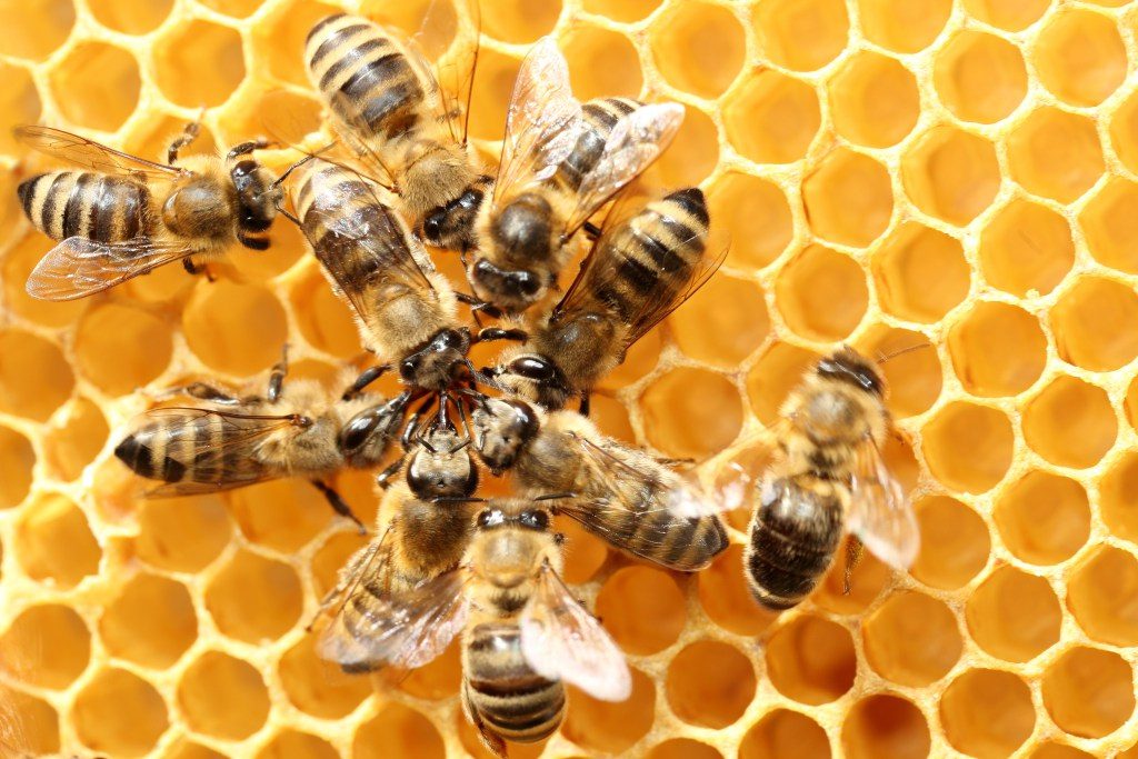 Bees’ ‘waggle dance’ may revolutionize how robots talk to each other in disaster zones