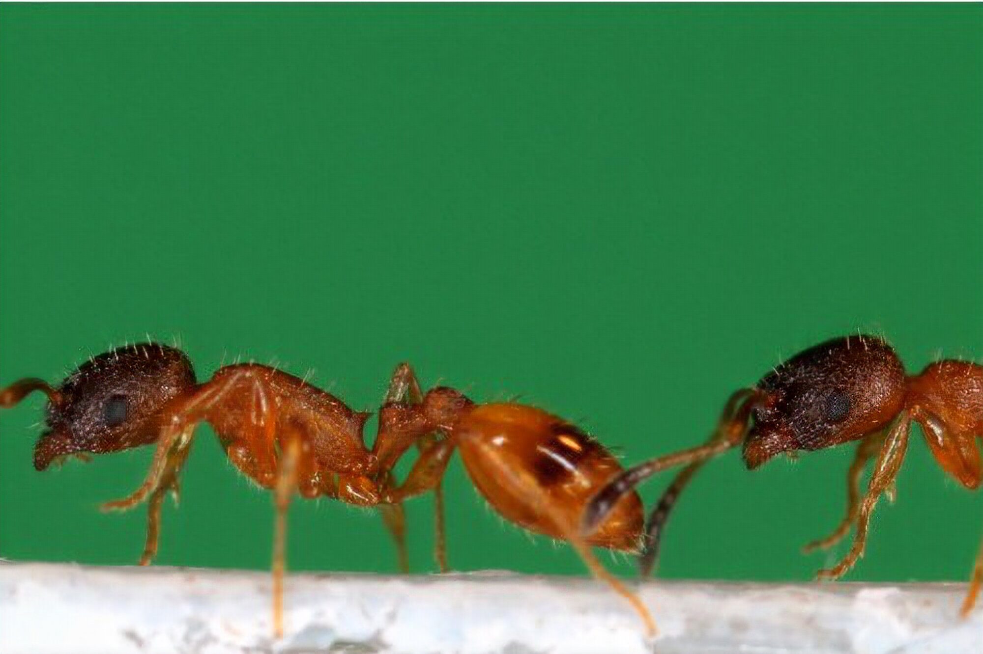 Robot helps reveal how ants pass on knowledge