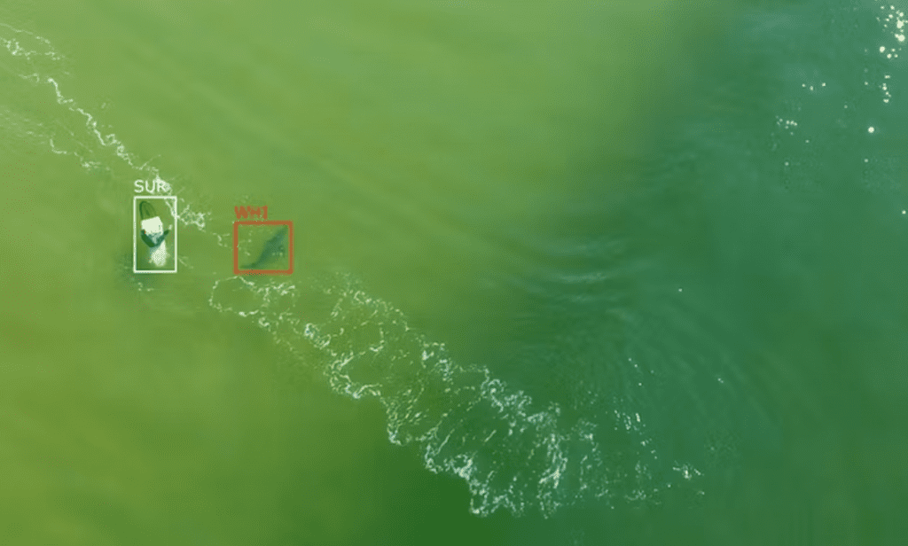 How shoring up drones with artificial intelligence helps surf lifesavers spot sharks at the beach