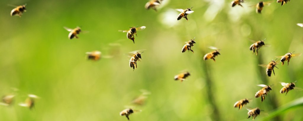 Robotic bees and roots offer hope of healthier environment and sufficient food