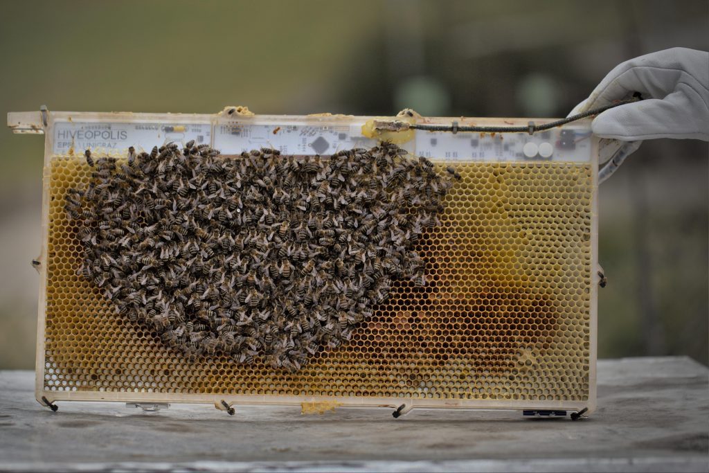 Robotic system offers hidden window into collective bee behavior